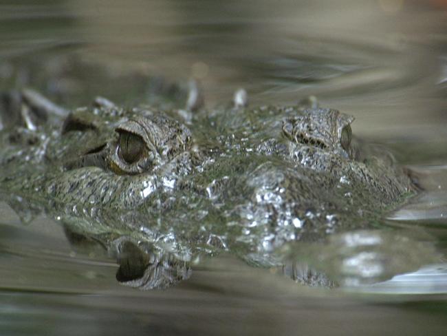 JULY 5, 2003 : An American crocodile (Crocodilus acutus) is pictured in the waters of the Black River, southeast Jamaica, 05/07/03. The Black River, Jamaica's longest river, snakes through a 125-square mile marshland known as the Great Morass. Animal Travel