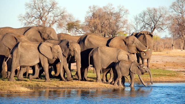 Elephants in Zambezi National Park, Zimbabwe.