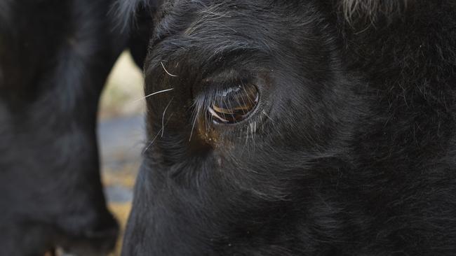 Agriculture Victoria said it was forced to euthanise several animals after finding livestock subject to animal cruelty by two farmers. File picture: Zoe Phillips