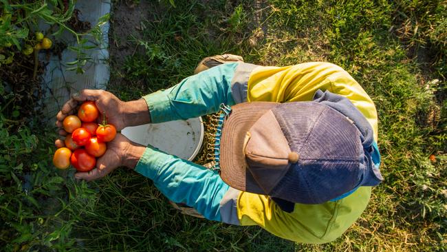 News The Australian, 16.9.2021 Bundaberg, Joseph X ' (pseudonym) a farm worker from Vanuatu on a better farm in Bundaberg.  Photo Paul Beutel,