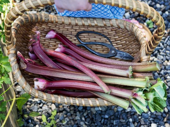 EMBARGO FOR TWAM 10 JUNE 2023. FEE MAY APPLY. Candid  photograph of a young girl carrying a wicker basket full of freshly picked picking rhubarb. Horizontal format with the focus on the rhubarb in the basket next to a pair of vintage scissors used to cut it.