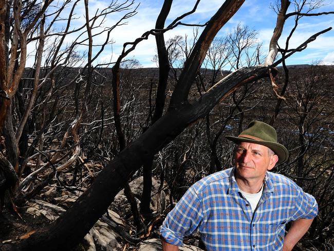 Professor David Bowman stands next to snow gums after the January bushfires near Lake Mackenzie. Picture Chris Kidd