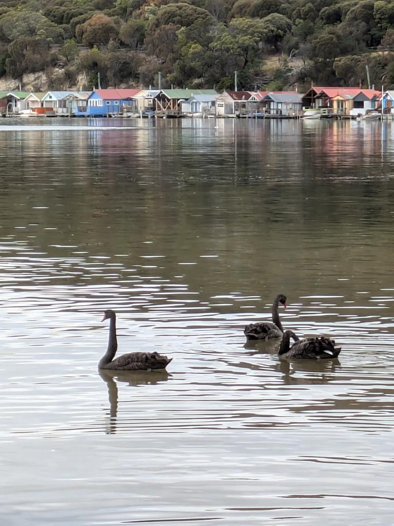 Cornelian Bay. Picture: Robyn Saunders Your Focus on Tasmania ***ONE TIME USE ONLY***