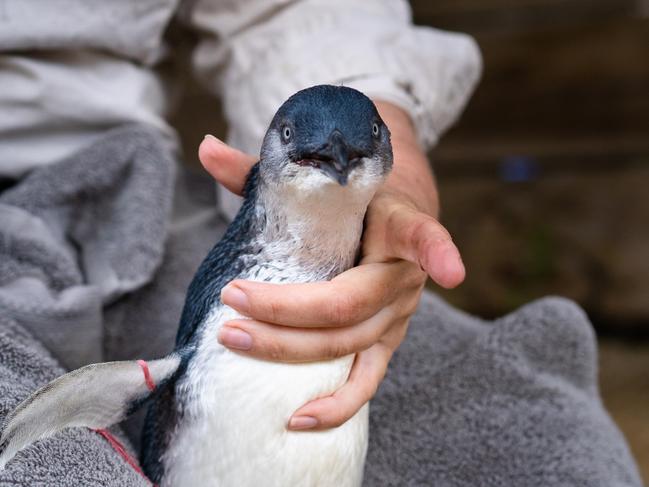 Red the rescued penguin was ready to get back into the ocean to celebrate this year’s Penguin Awareness Day on January 20., , The little penguin was found about a month ago, malnourished and in poor health. But he gained weight and grew his waterproof feathers under the care of the dedicated rangers at Phillip Island Nature Parks’ Wildlife Clinic., After some swimming practice, extra food and getting a clean bill of health, Red was released back into the wild on Wednesday. Supplied : Phillip Island Nature Park