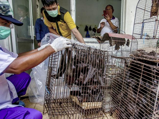 Health officials inspect bats. Picture: AP