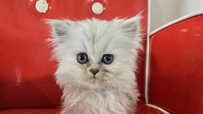 The adorable Aurora. Picture: Supplied