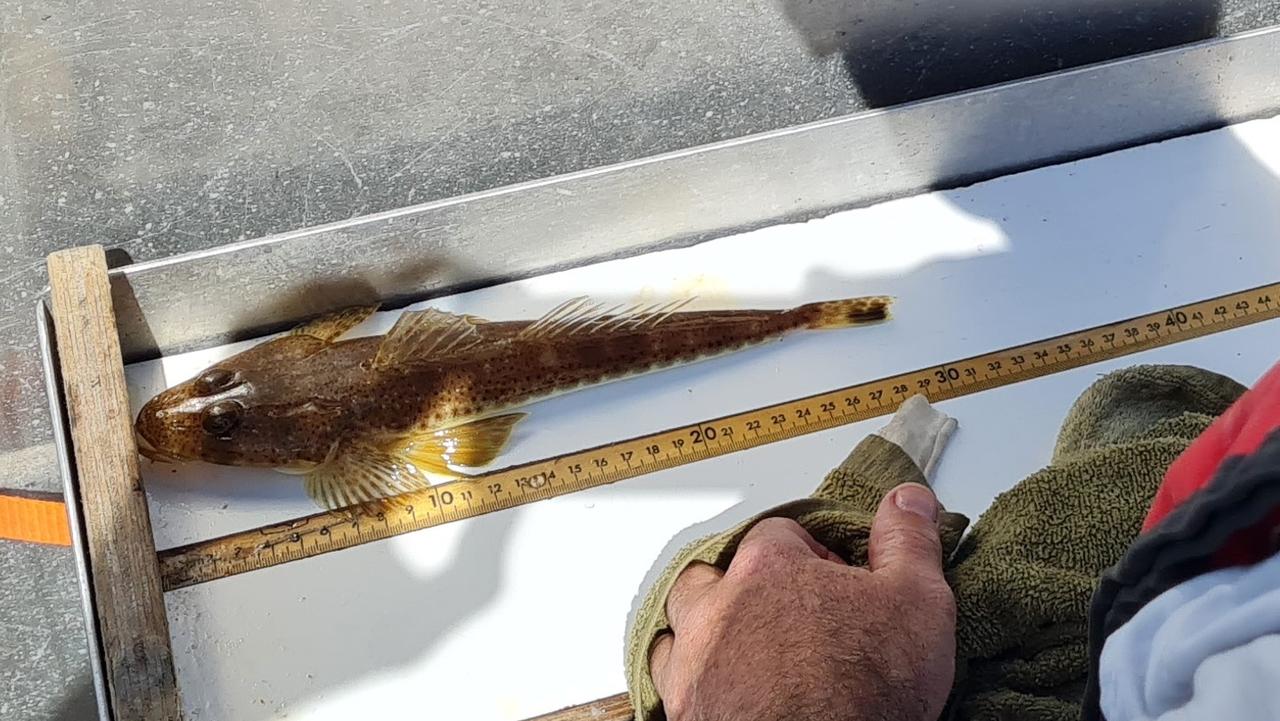 Researcher measuring a sand flathead. Picture: IMAS.