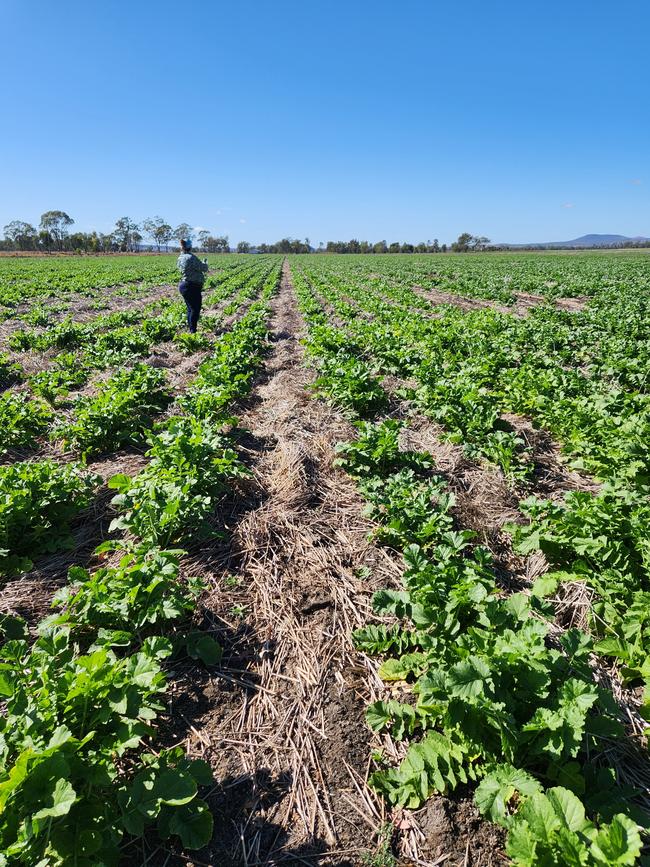 The farming operation at Scott and Krystal Muller's Biloela property in Queensland. Picture: Supplied