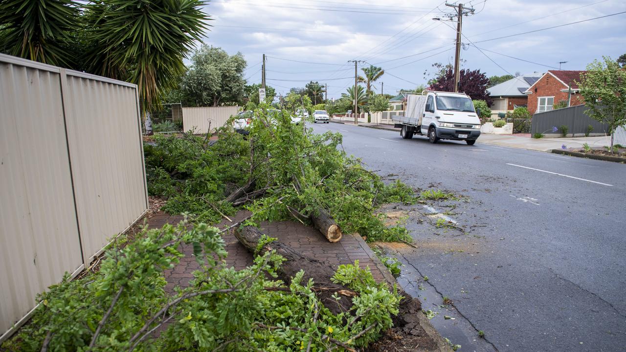 Fallen tree blown over in high winds on Bray Street Plympton Monday. Picture: Mark Brake