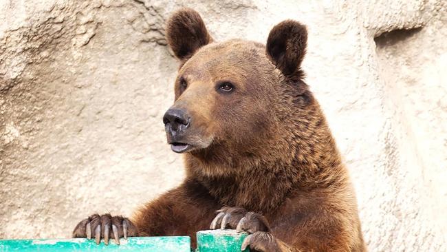 The Nasdaq index has now entered ’bear’ territory with a 20 per cent-plus fall. Picture: East 2 West News