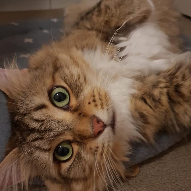 Those eyes draw me in every time. Diego. International Cat Day. Reader pet photos. Picture: Penny Morgan