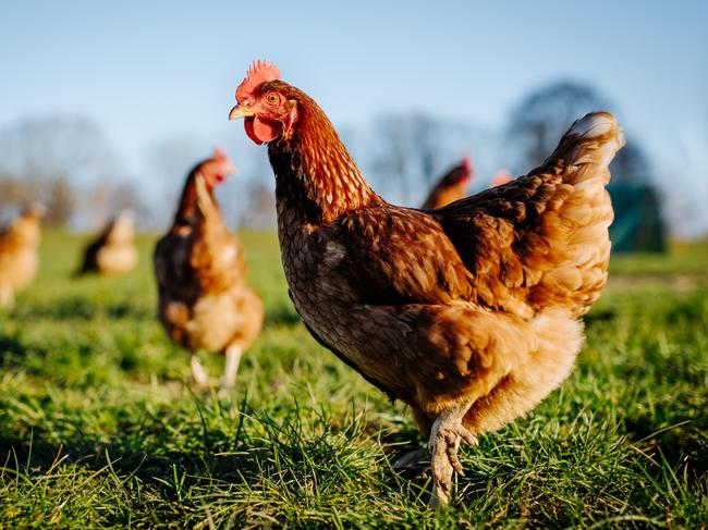 Chicken or hen on a green meadow. Selective sharpness. Several chickens out of focus in the background