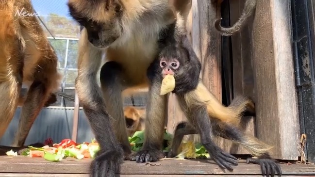 Spider monkey baby at Hunter Valley Zoo