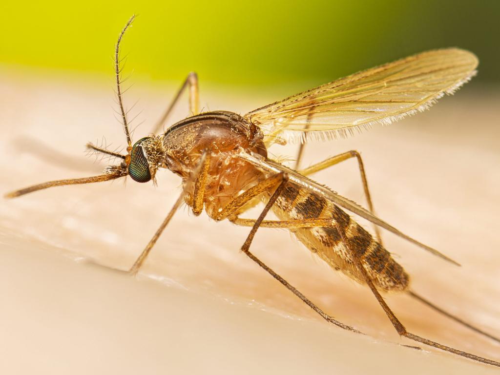 People are urged to protect themselves against mosquito bites.