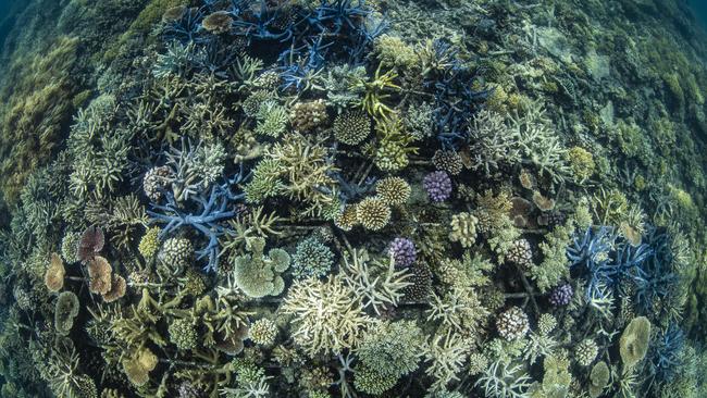 Take a closer look: Coral has almost completely covered the reef stars. Picture: Christian Miller