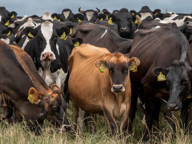 Dairy cows at Woolnorth.January 29 2024 Picture by Phillip Biggs