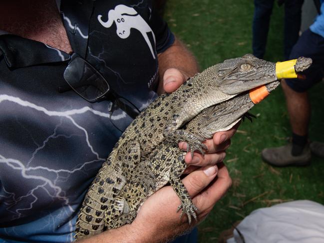 Winning Croc  Berry Springs Tavern croc race. Picture: Pema Tamang Pakhrin