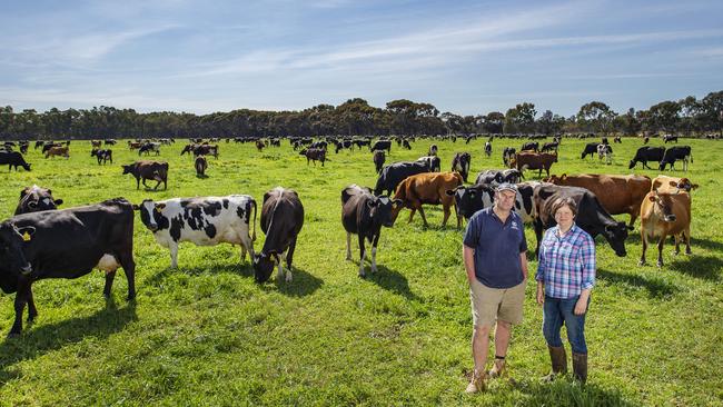 Paul and Sally Bethune with their dairy herd at Lake Boga. Their new Bethune Lane Dairy brand turns some of their production into cheeses, bottled milk and yoghurt to sell directly to customers. Picture: Zoe Phillips