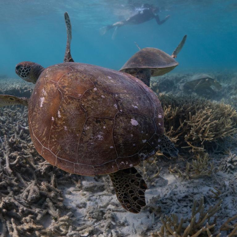 Despite hatchlings of green turtles off Queensland’s Heron Island are about 80 per cent female, there is gender parity for the adult mating population. Picture: WWF Australia