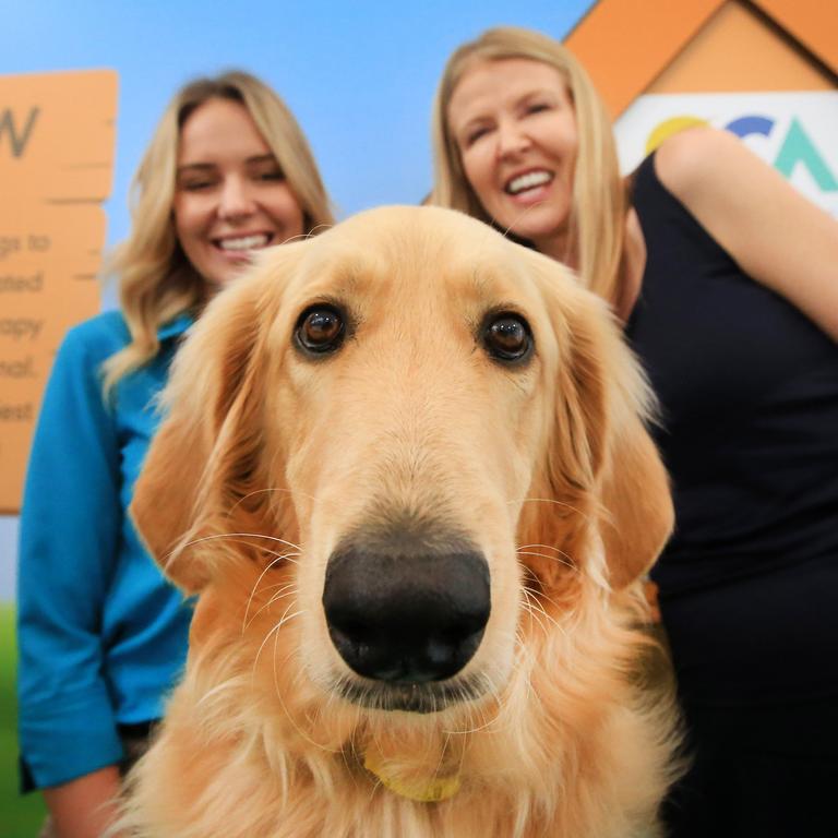 Therapy best sale dog brisbane