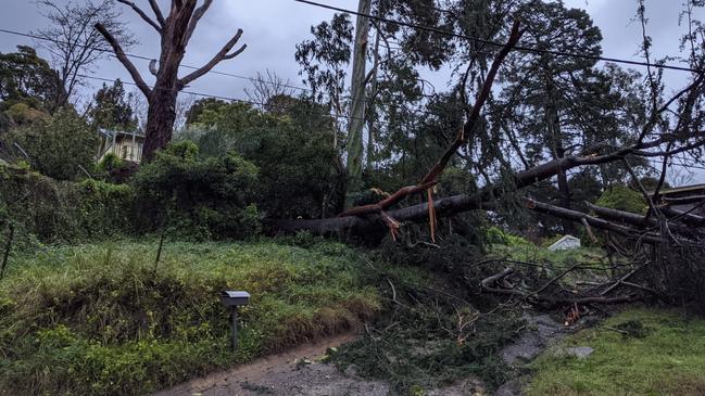 Neighbours in Mt Evelyn dealing with trees across streets and on homes. Picture: Natalie Roadnight