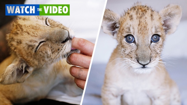 Mogo Zoo lion cub Maji at home with zookeeper