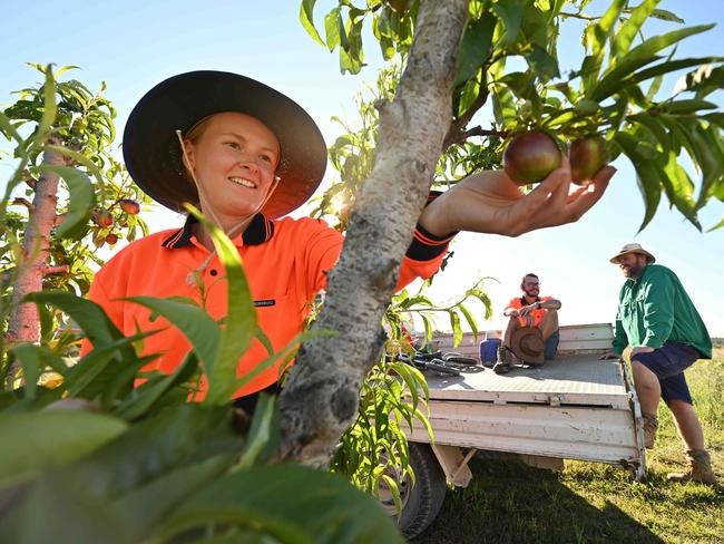 24709/2020: Stonefruit grower Angus Ferrier, with backpacker workers Eleanor Smith 24 from the UK and her partner Kilian Hoeckman 26 from Belgium, thinning Nectarine trees so the fruit will triple in size on his property west of Stanthorpe, southern QLD.  Angus has described the impact the picking shortage could have on the industry. It's tough for the region because last year they were crippled by drought, whereas this year it's the looming shortage that's the problem.  Pic Lyndon Mechielsen