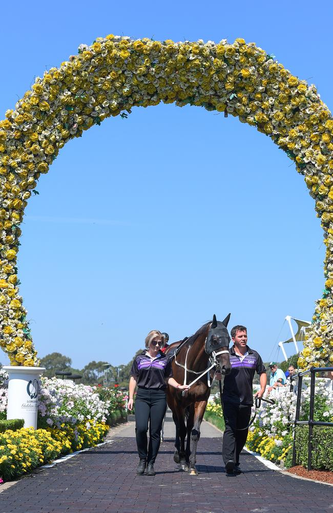 Winx before her exhibition gallop at Rosehill Gardens. Picture: AAP