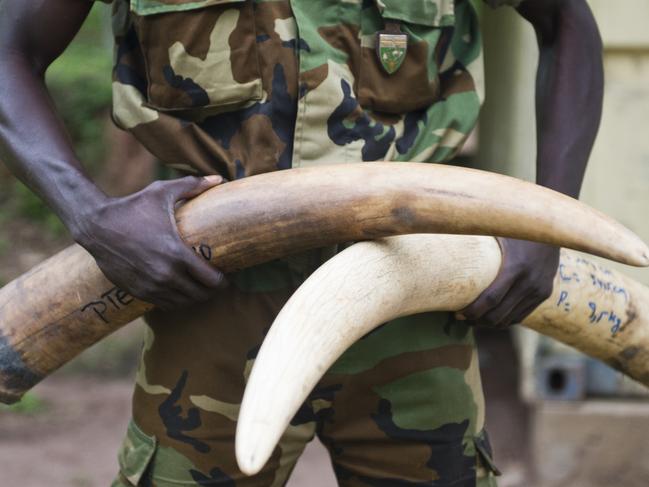 Ivory tusks of wild elephants seized from poachers in Central African. Picture: Michael Gottschalk/Photothek via Getty Images