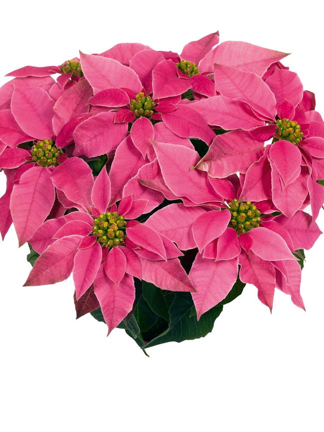 ‘Princettia Bright Pink’