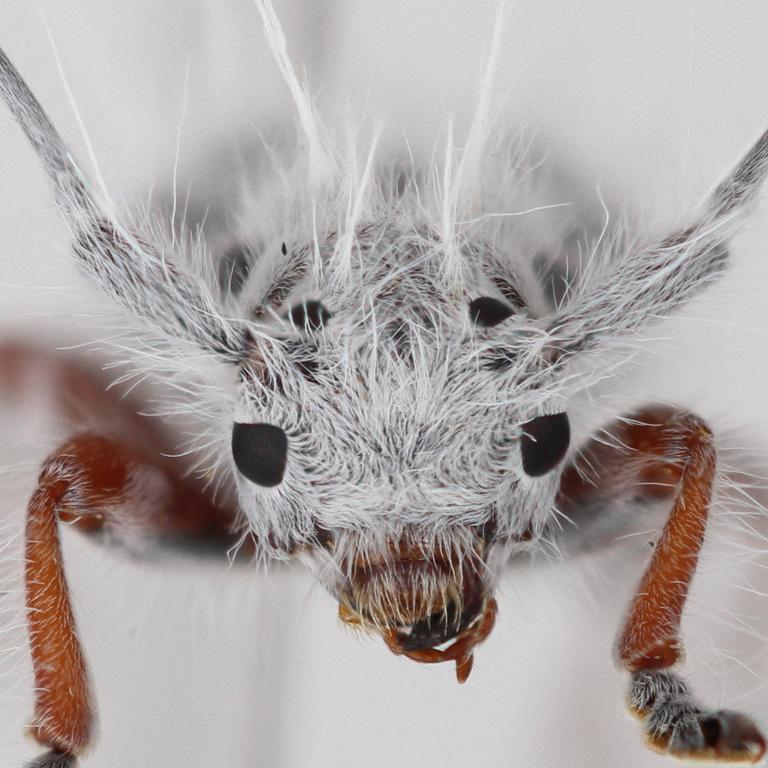 A close up of the newly discovered longhorn beetle. Picture: Lingzi Zhou/Australian National Insect Collection