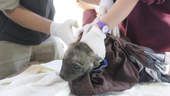 A spotted hyena cub has a health check at Monarto Zoo. Picture: Geoff Brooks / Zoos SA