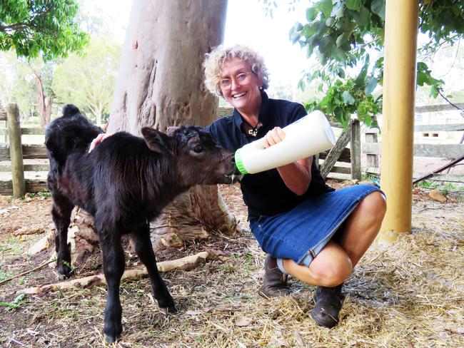 FEEDING TIME: Sarah-Jayne Robinson feeding Patty, an orphaned black Angus poddy calf, on the family farm.