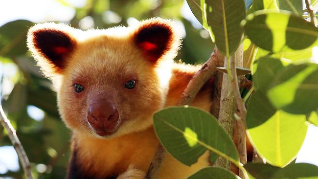 Featherdale Wildlife Park has welcomed a new resident in Suli, the Goodfellows tree kangaroo, from Perth Zoo just in time for the April school holidays. Picture: Sam Ruttyn