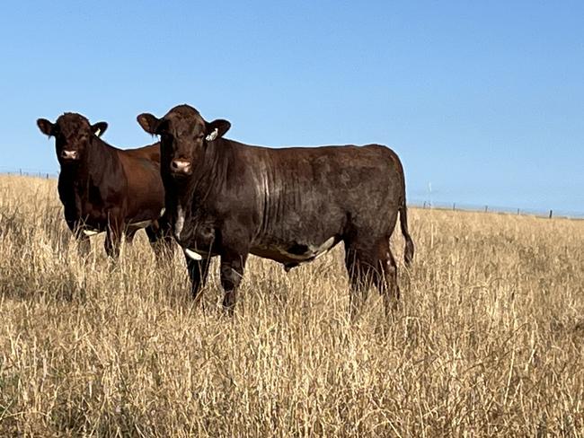 A couple of 16-month-old sale bulls for Spry's Shorthorns, Wagga. Picture: Nikki Reynolds