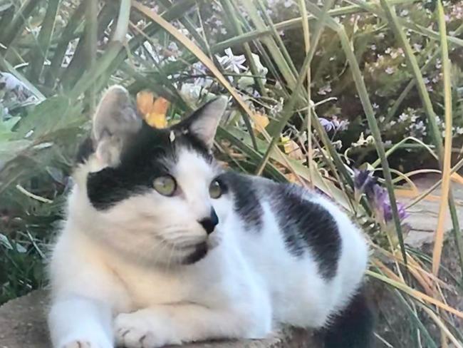 Data from Mildura rural city council suggest that Mildura has a stray cat problem. Picture: Gaynor Furnell