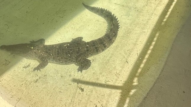 The 2.3m crocodile captured in a trap at Ross and Locke. Picture: Department of Environment, Science and Innovation