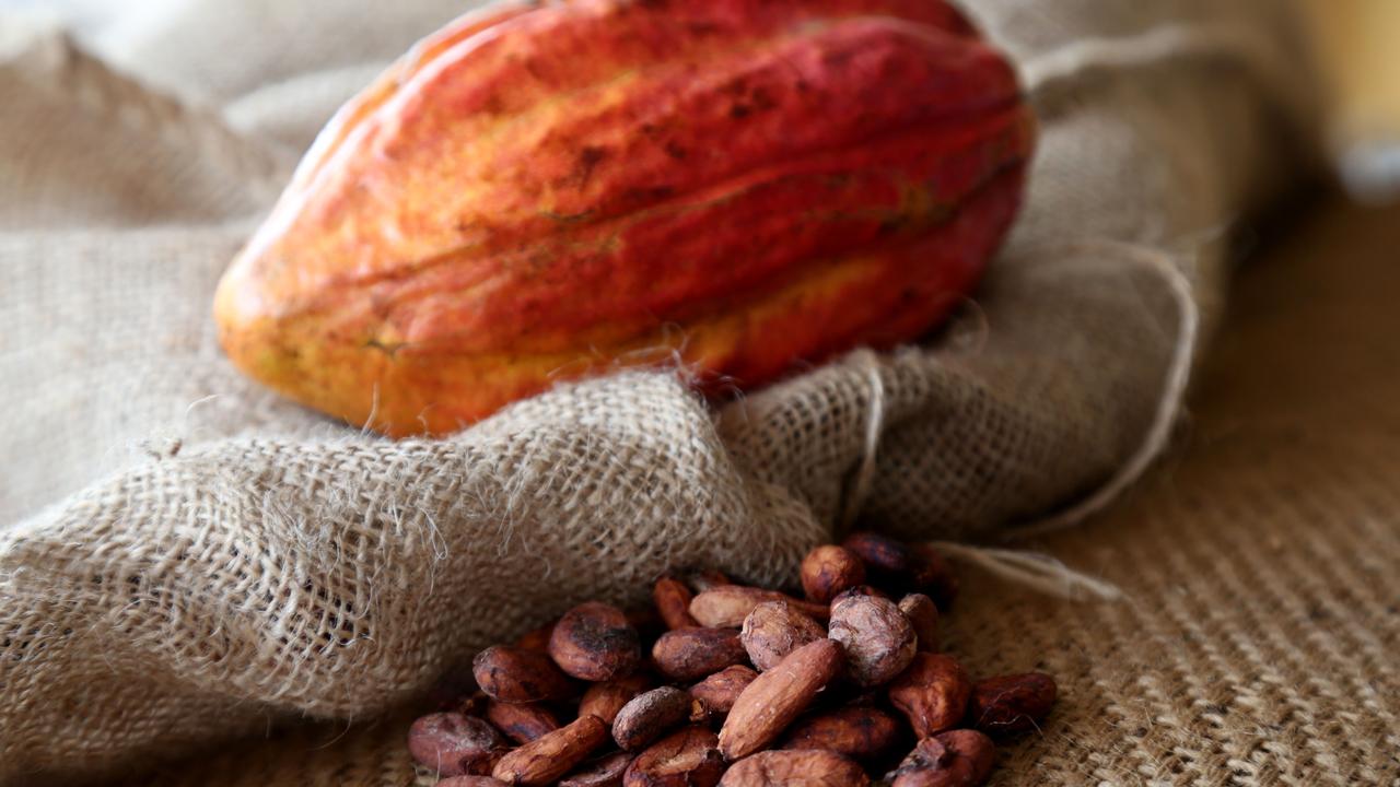 A cacao pod, which is the size of a small football. The beans, which you can see at the bottom of the photo, are inside the pod. Picture: Steward McLean