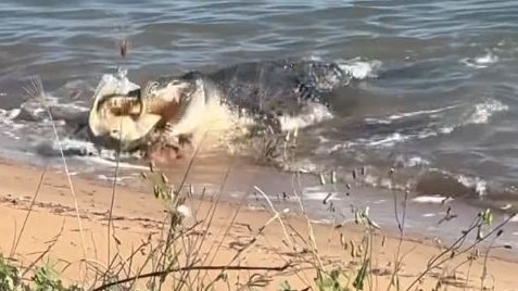 Crocodile captures sea turtle in Cardwell, Far North Queensland.