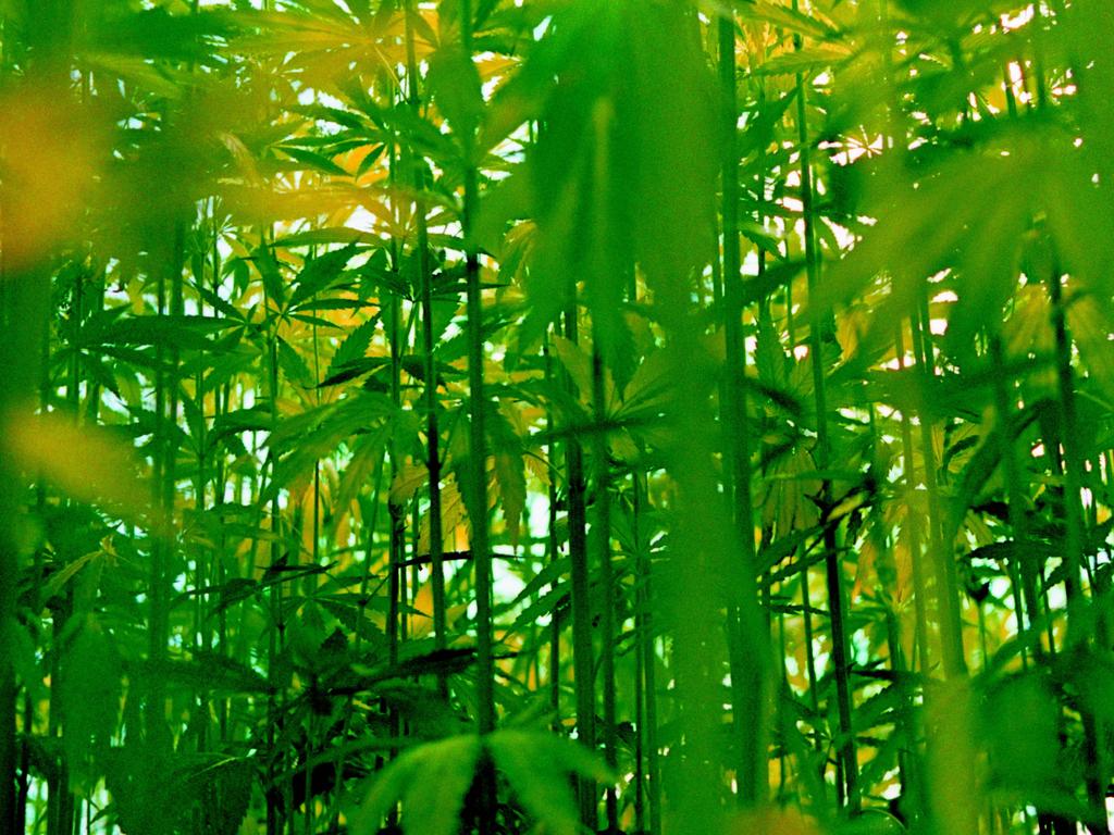 Hemp crops, on appearance, are difficult to distinguish from illegal cannabis.