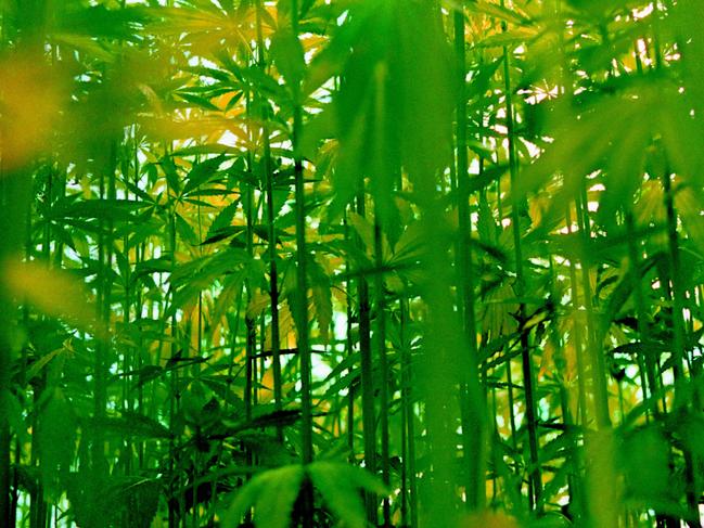 Hemp crops, on appearance, are difficult to distinguish from illegal cannabis.