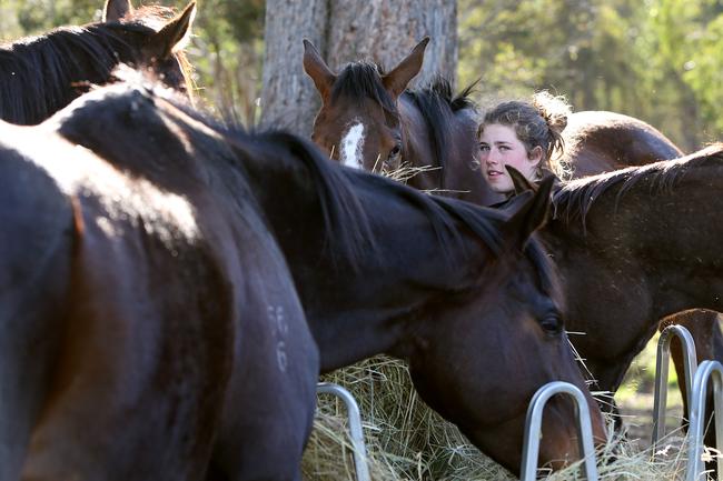 Emily DeGroot, 12, of Levendale, feeds some of the horses.