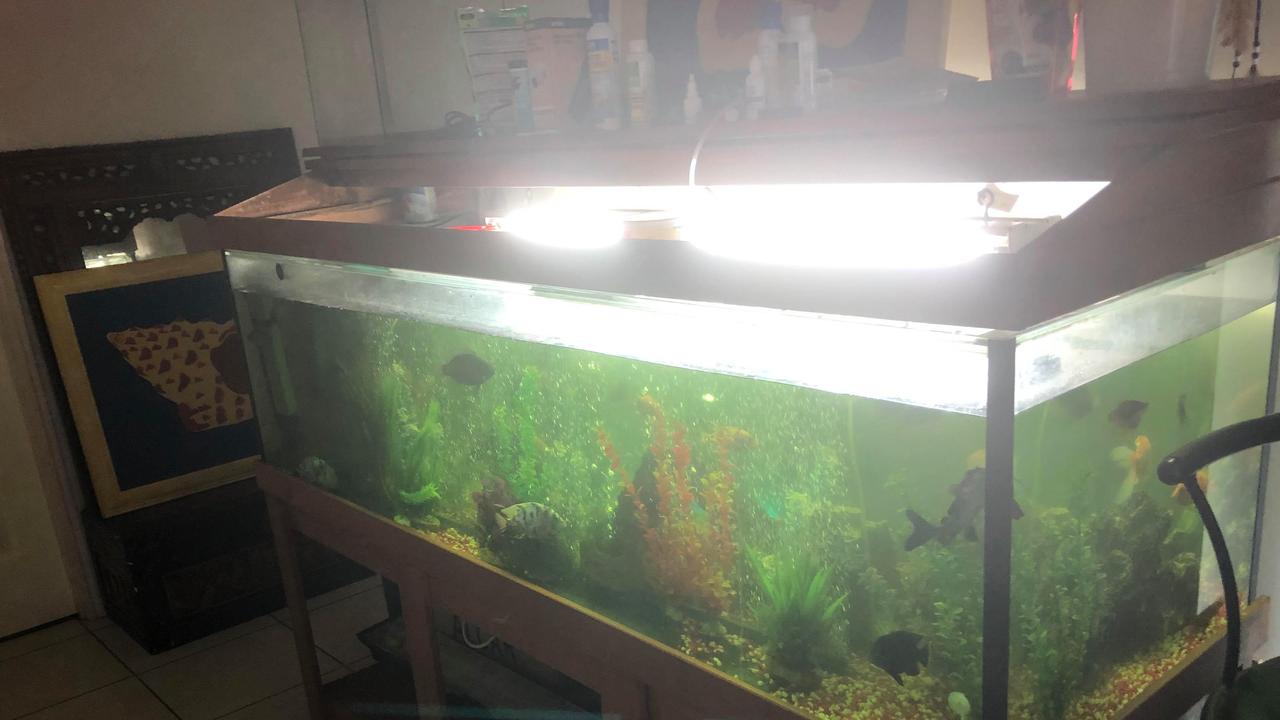 This is a photo of Mrs Reed’s fish tank. Picture: Jemma Reed/Supplied