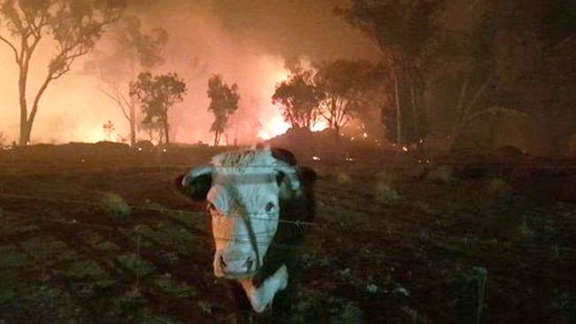 An incredible show of community spirit brought locals together in the Gold Coast Hinterland in late 2019 with dozens of Canungra residents rescuing animals from the fire front at nearby Binna Burra.