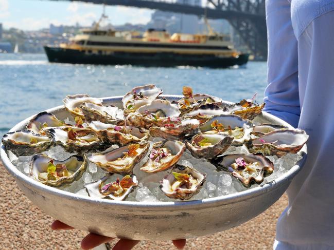 Freshly shucked oysters at the Opera Bar. Picture: Jenifer Jagielski