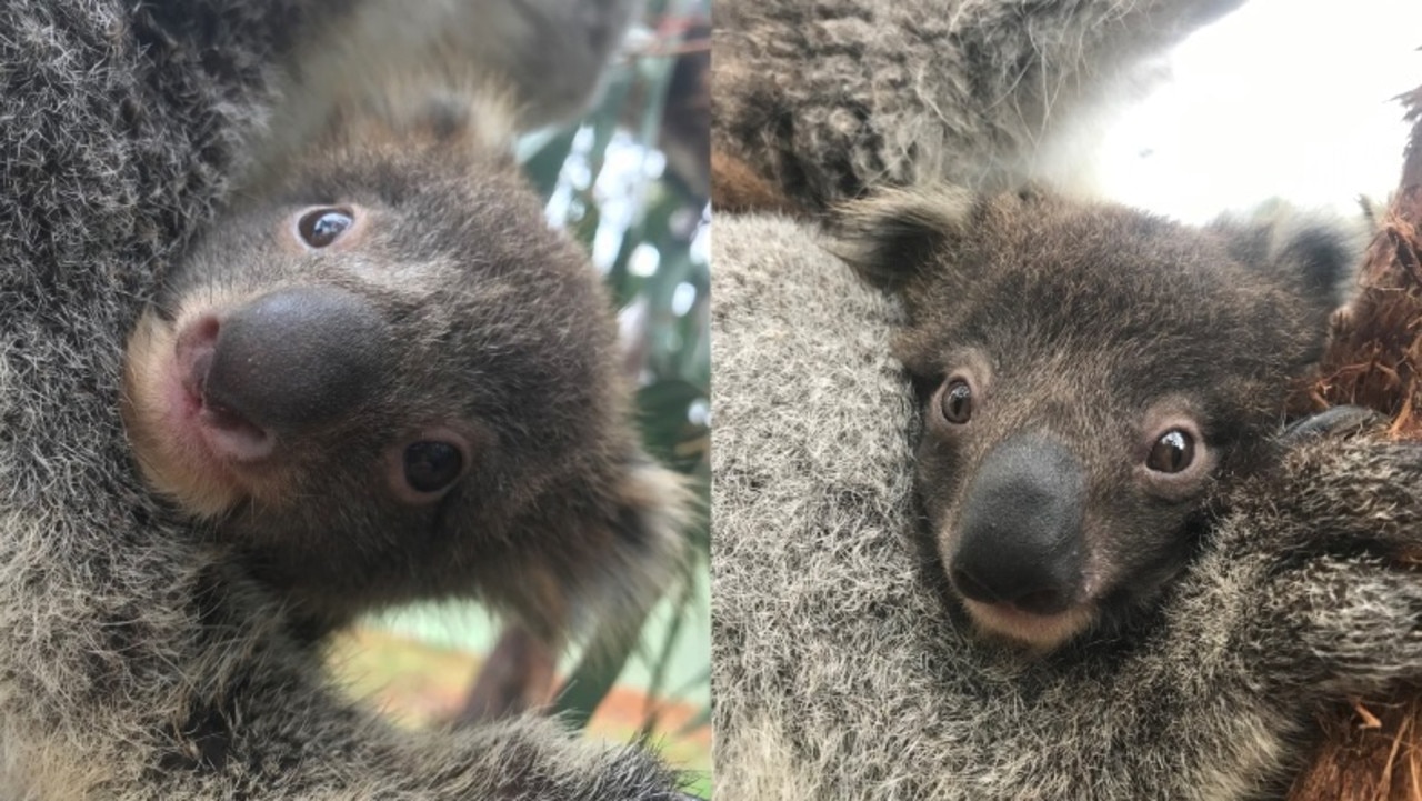 Two female joeys were unknowingly rescued along with their mothers, Holly and Lana, and other koalas from the fire ground on Kangaroo Island and now form part of a special disease-free population living in a purpose-built quarantined enclosure at Cleland Wildlife Park.