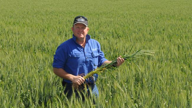 Andrew Russell, Rutherglen, in a crop of Viking Wheat.