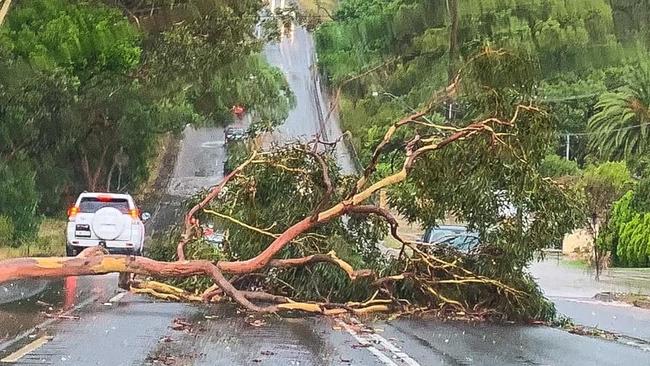 A tree falls across the Big Dipper at President Ave in Miranda. Picture: Supplied