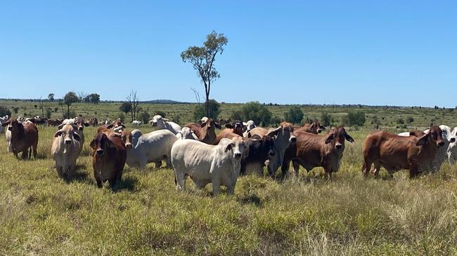 Allambie, which made about $5711 a hectare, is predominantly developed red and black soil Gidyea brigalow scrub country.