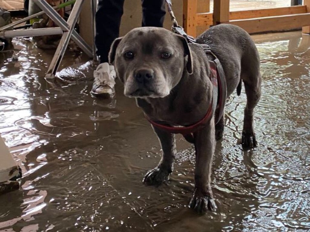 Sweet girl Missy survived a night on a table inside a Maribyrnong home as floodwaters lapped at her feet.